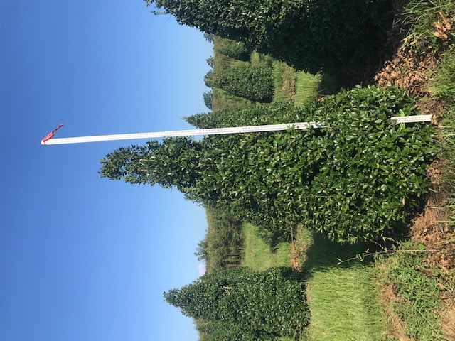 ilex-hybrid-magland-oakland-reg-holly