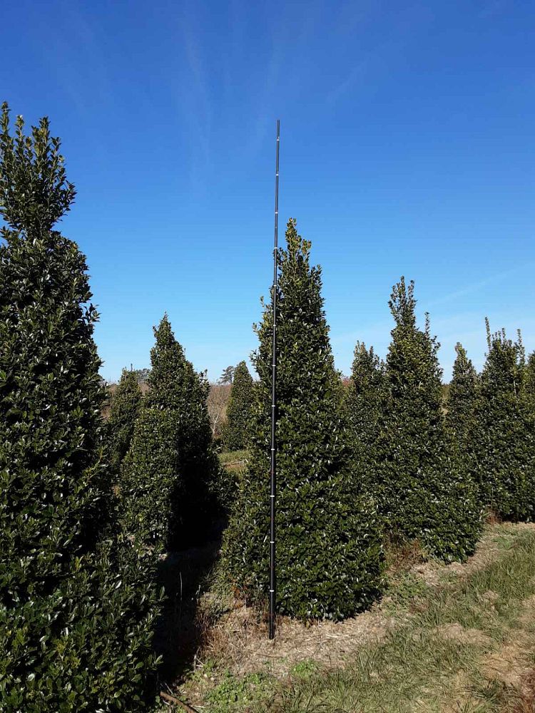 ilex-hybrid-magland-oakland-reg-holly