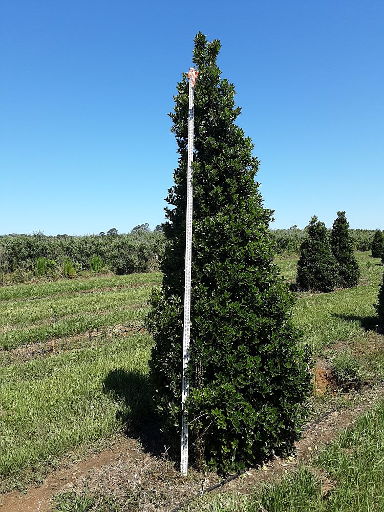 ilex-hybrid-magland-oakland-reg-holly