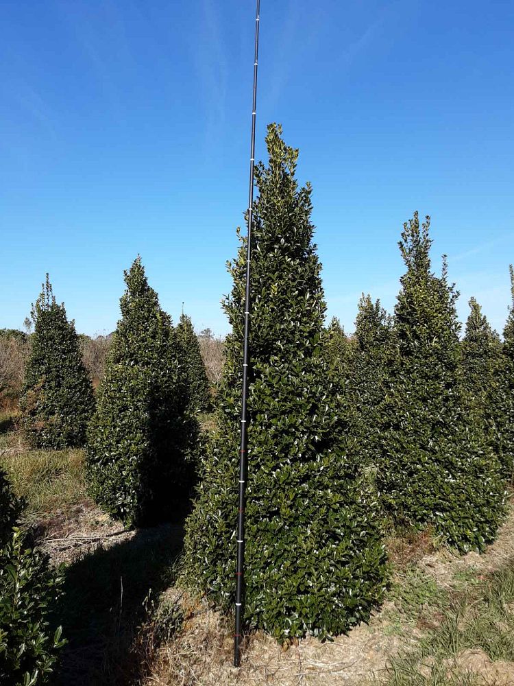 ilex-hybrid-magland-oakland-reg-holly