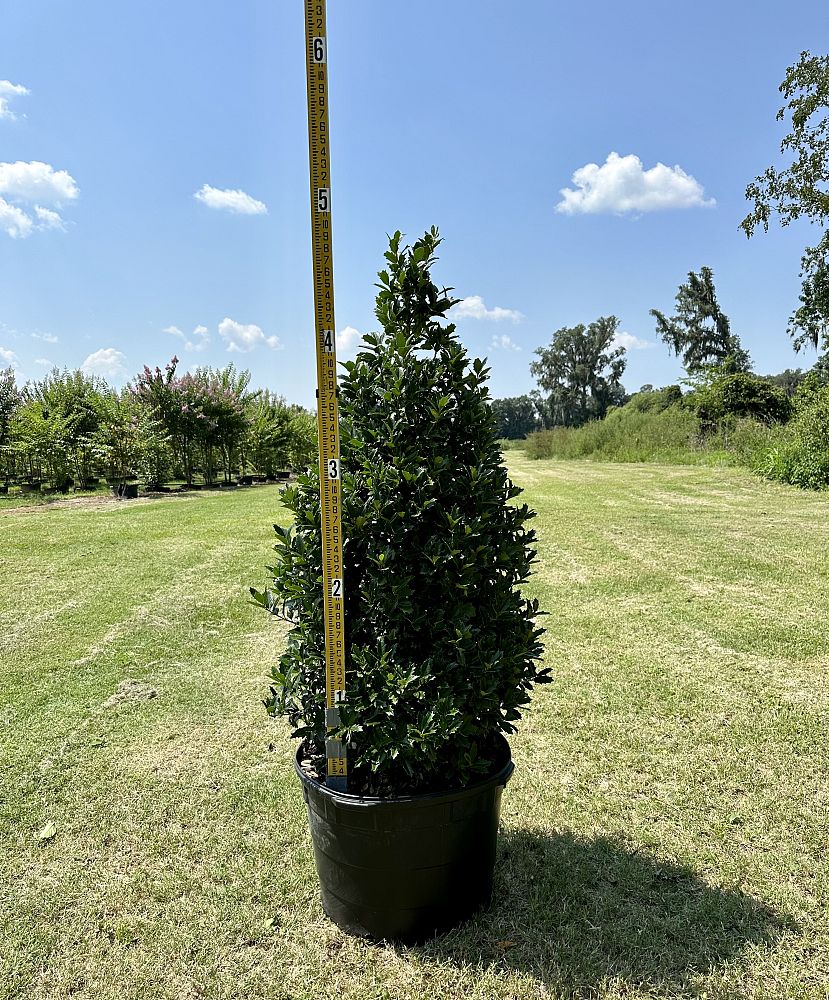 ilex-hybrid-magland-oakland-reg-holly