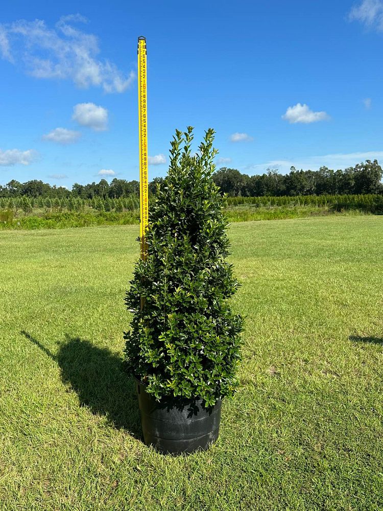 ilex-hybrid-magland-oakland-reg-holly