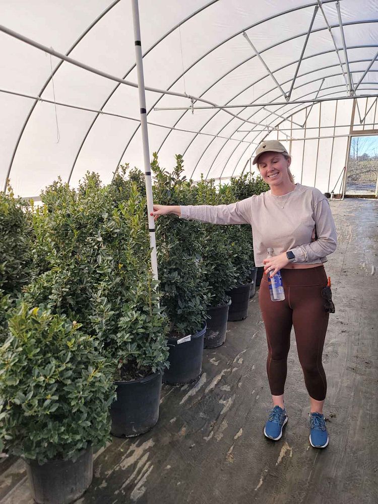 ilex-hybrid-magland-oakland-reg-holly