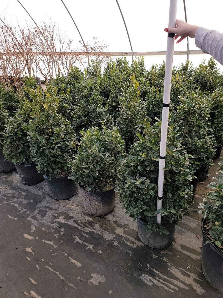 ilex-hybrid-magland-oakland-reg-holly