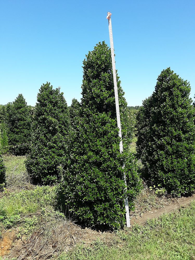 ilex-hybrid-magland-oakland-reg-holly
