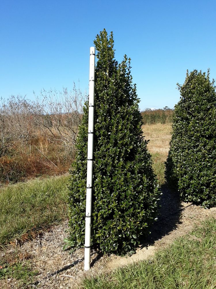 ilex-hybrid-magland-oakland-reg-holly