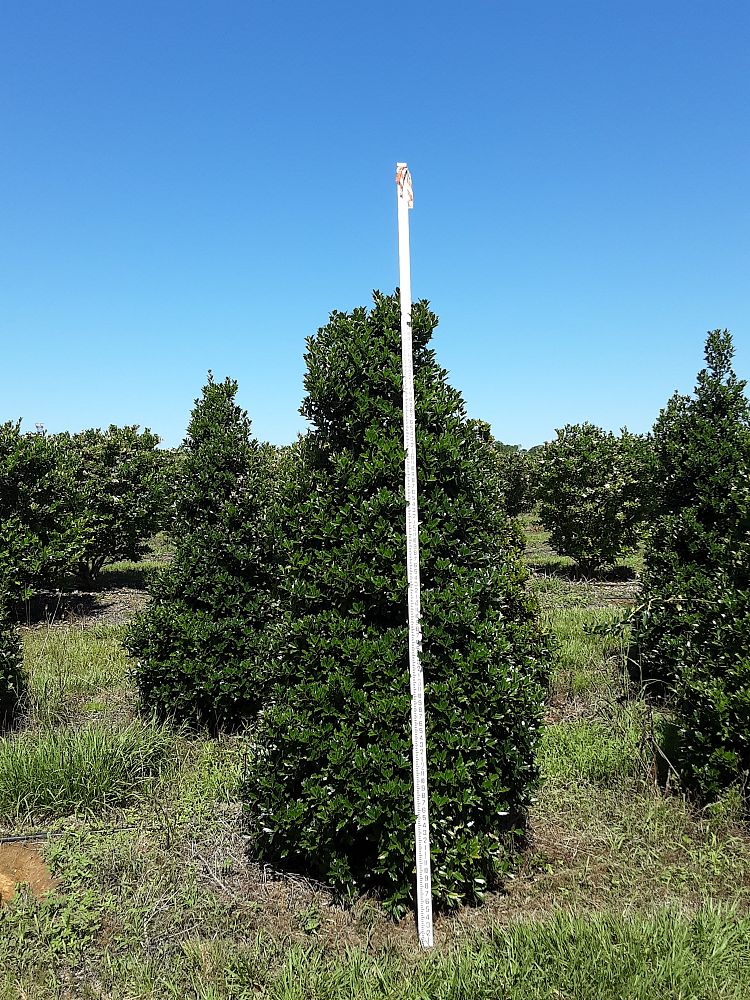 ilex-hybrid-magland-oakland-reg-holly