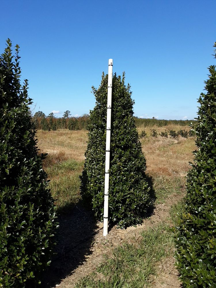 ilex-hybrid-magland-oakland-reg-holly