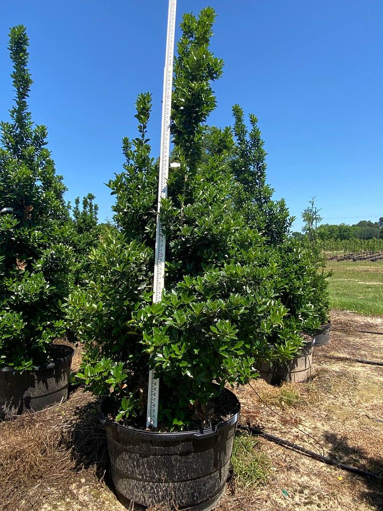 ilex-hybrid-magland-oakland-reg-holly
