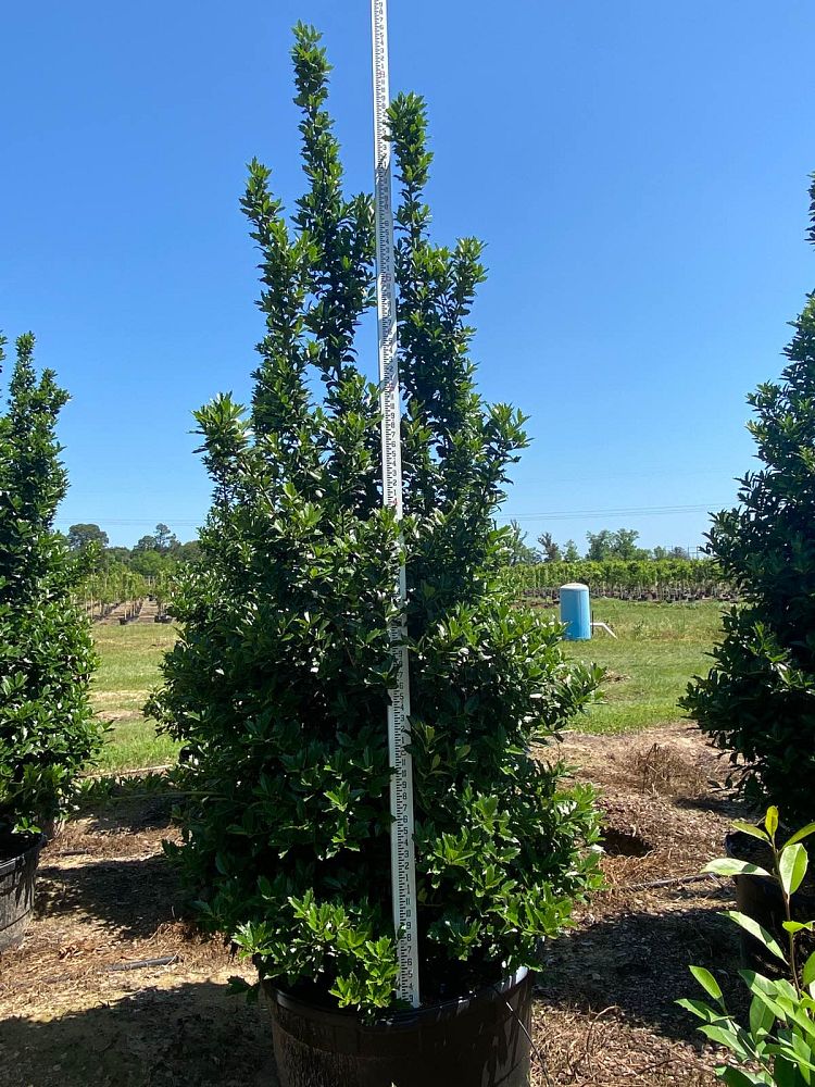 ilex-hybrid-magland-oakland-reg-holly