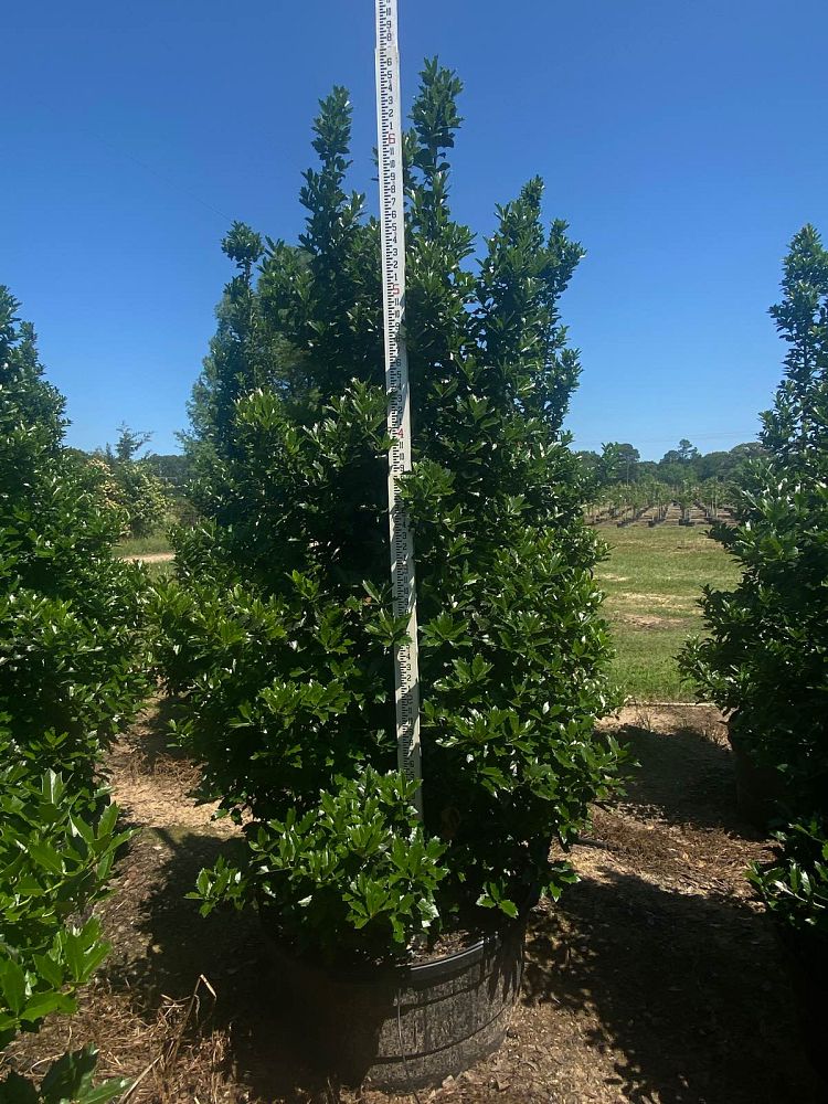 ilex-hybrid-magland-oakland-reg-holly