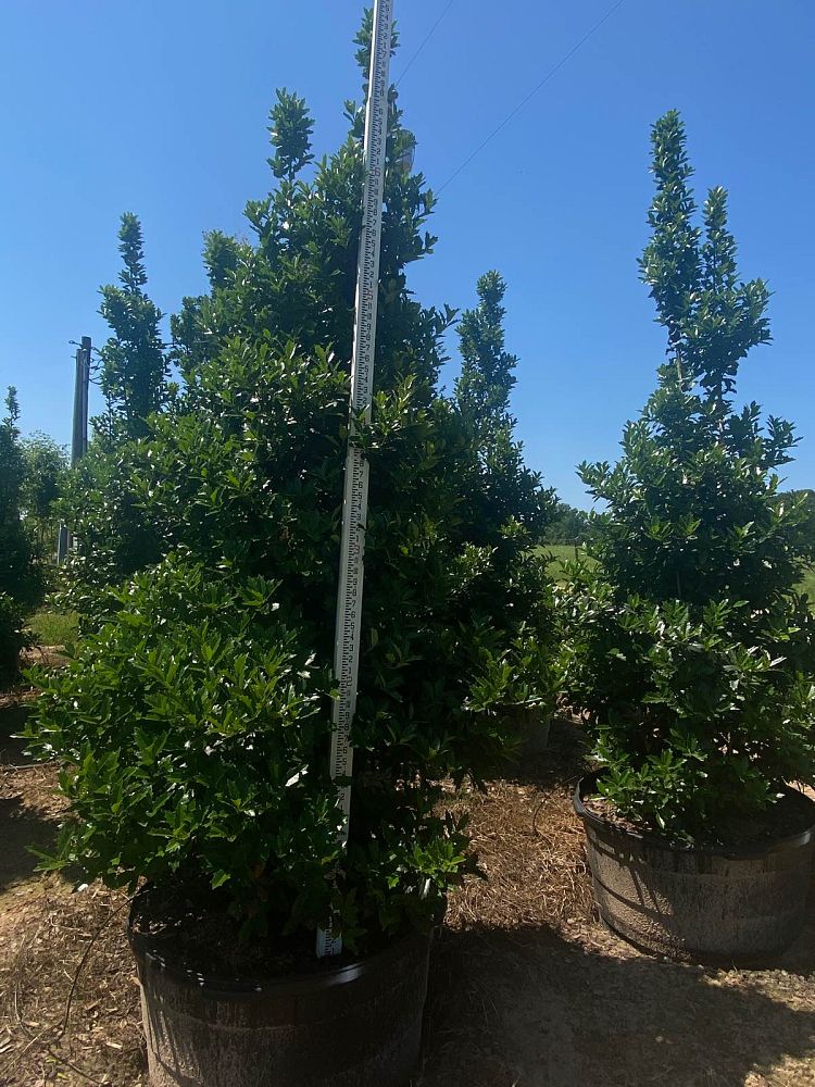 ilex-hybrid-magland-oakland-reg-holly