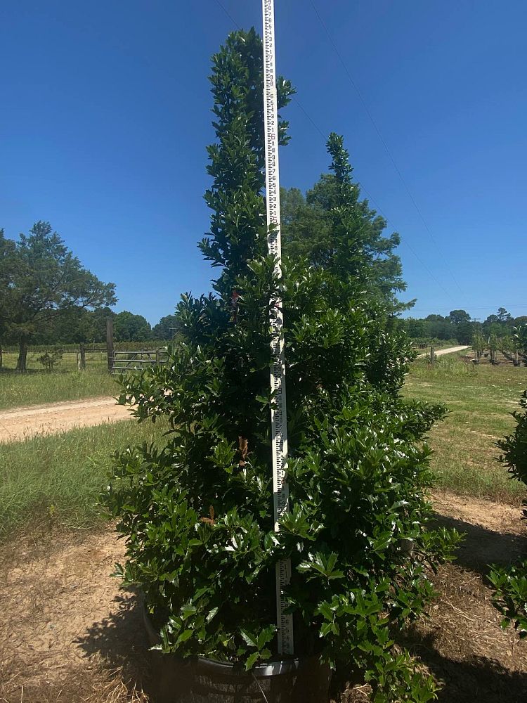 ilex-hybrid-magland-oakland-reg-holly