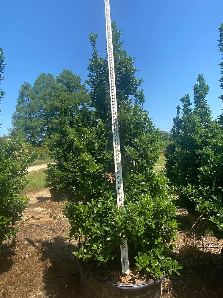 ilex-hybrid-magland-oakland-reg-holly