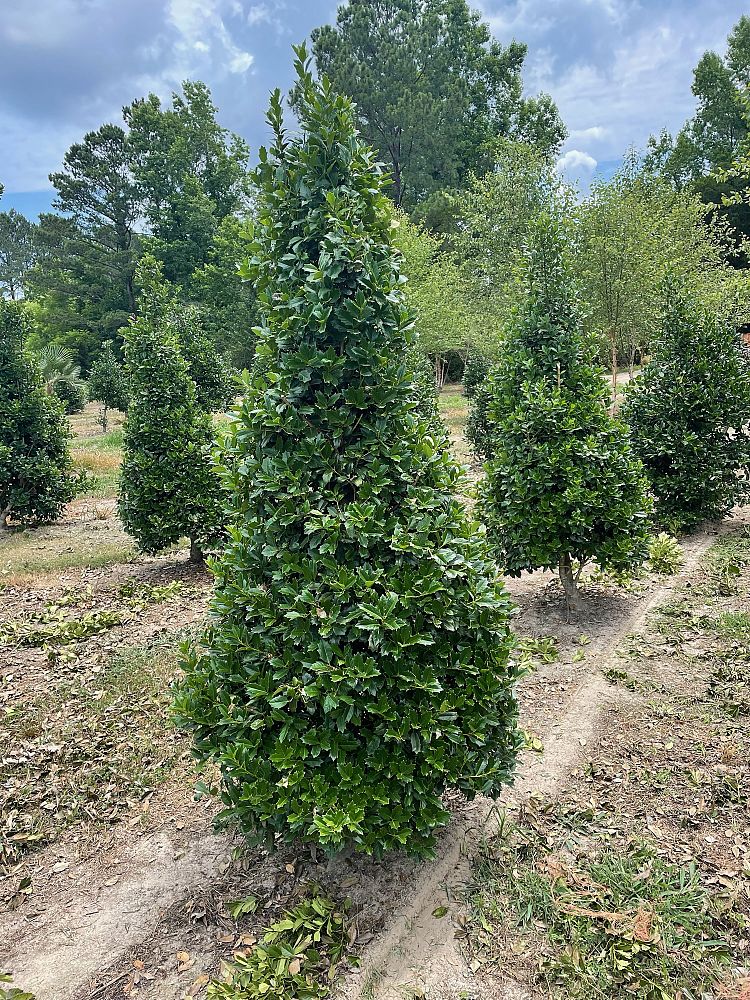 ilex-hybrid-magland-oakland-reg-holly