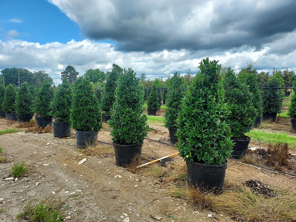 ilex-hybrid-magland-oakland-reg-holly