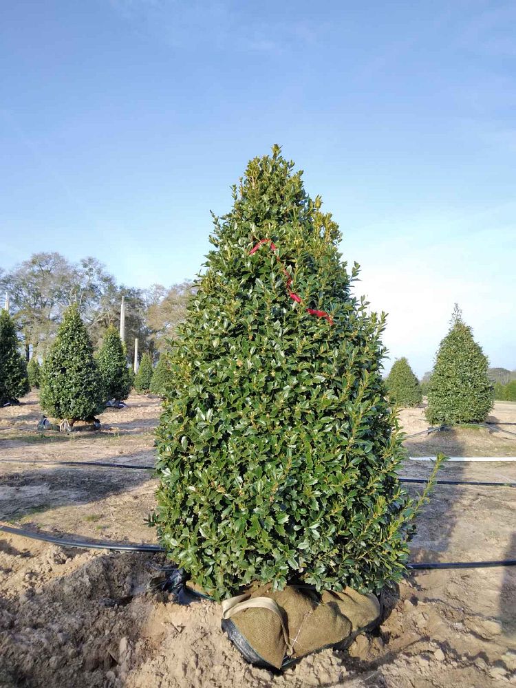 ilex-hybrid-magland-oakland-reg-holly