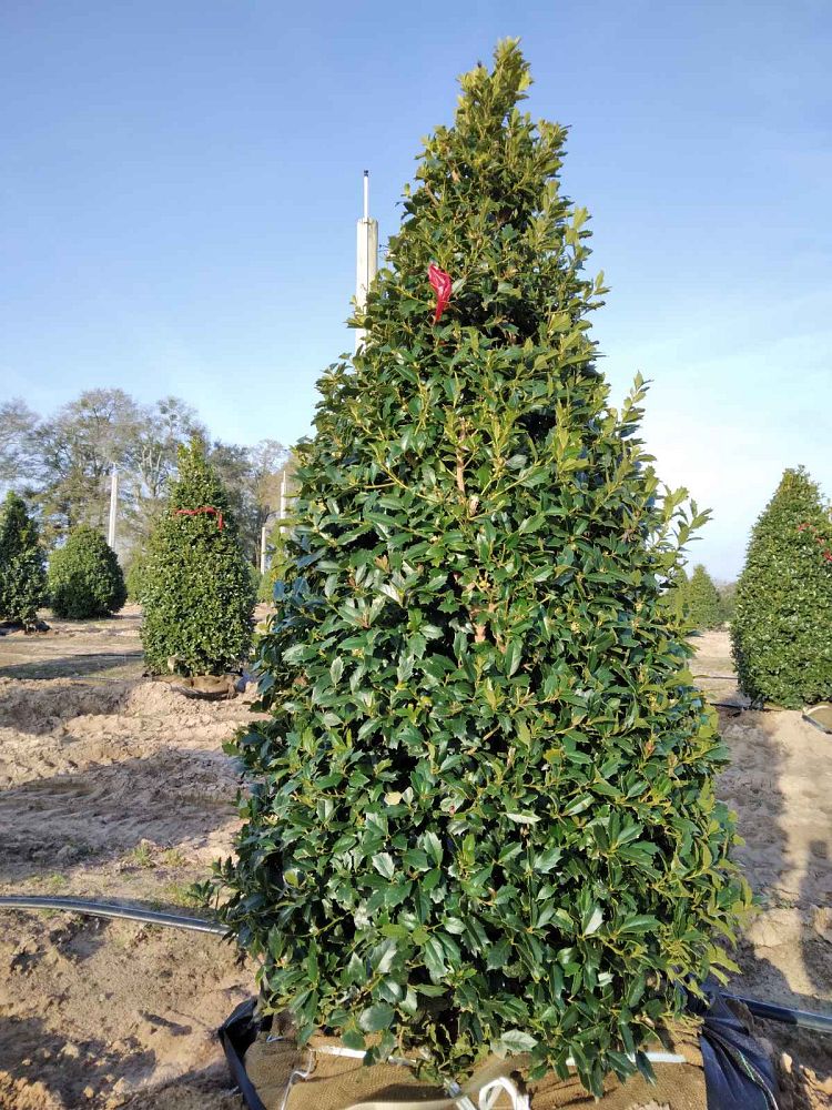 ilex-hybrid-magland-oakland-reg-holly