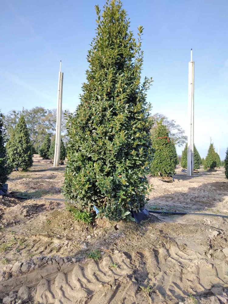 ilex-hybrid-magland-oakland-reg-holly