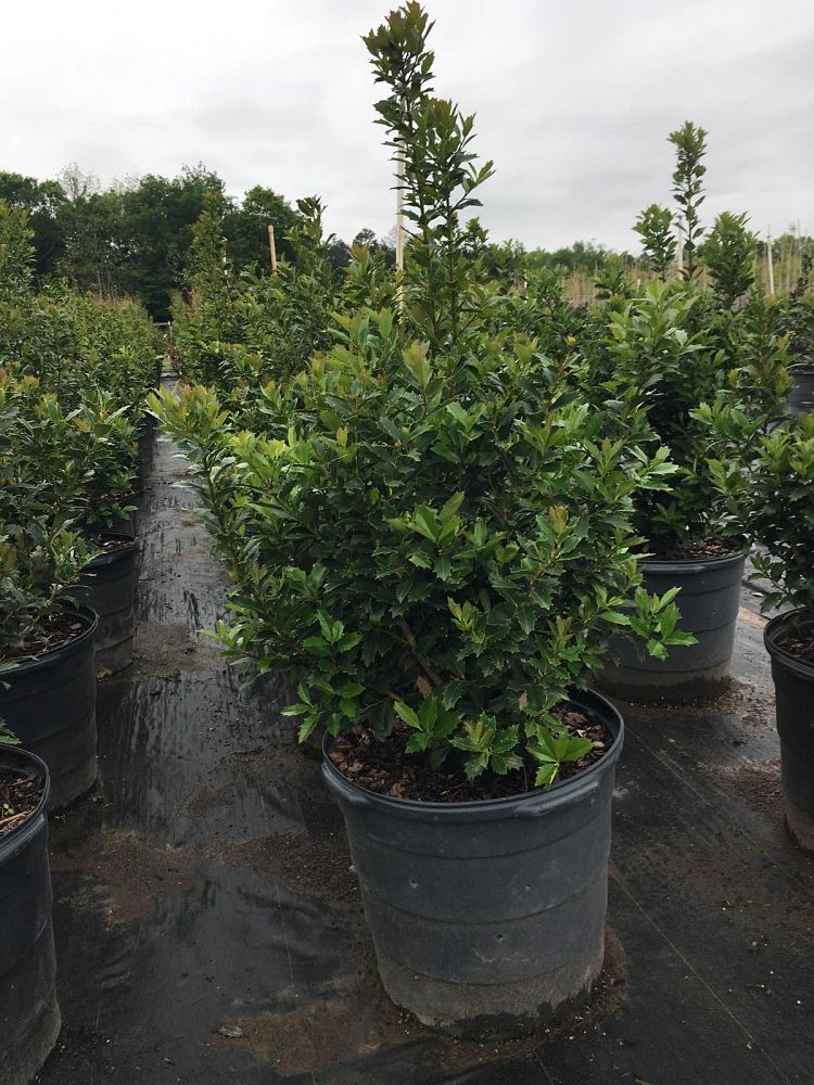 ilex-hybrid-magland-oakland-reg-holly
