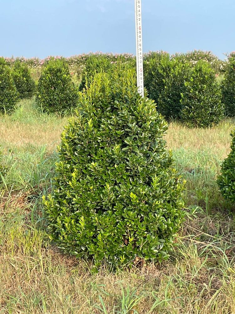 ilex-hybrid-magland-oakland-reg-holly