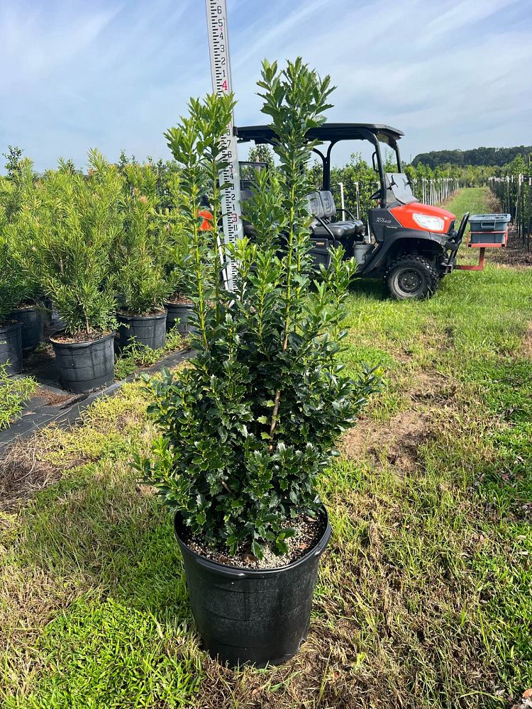 ilex-hybrid-magland-oakland-reg-holly
