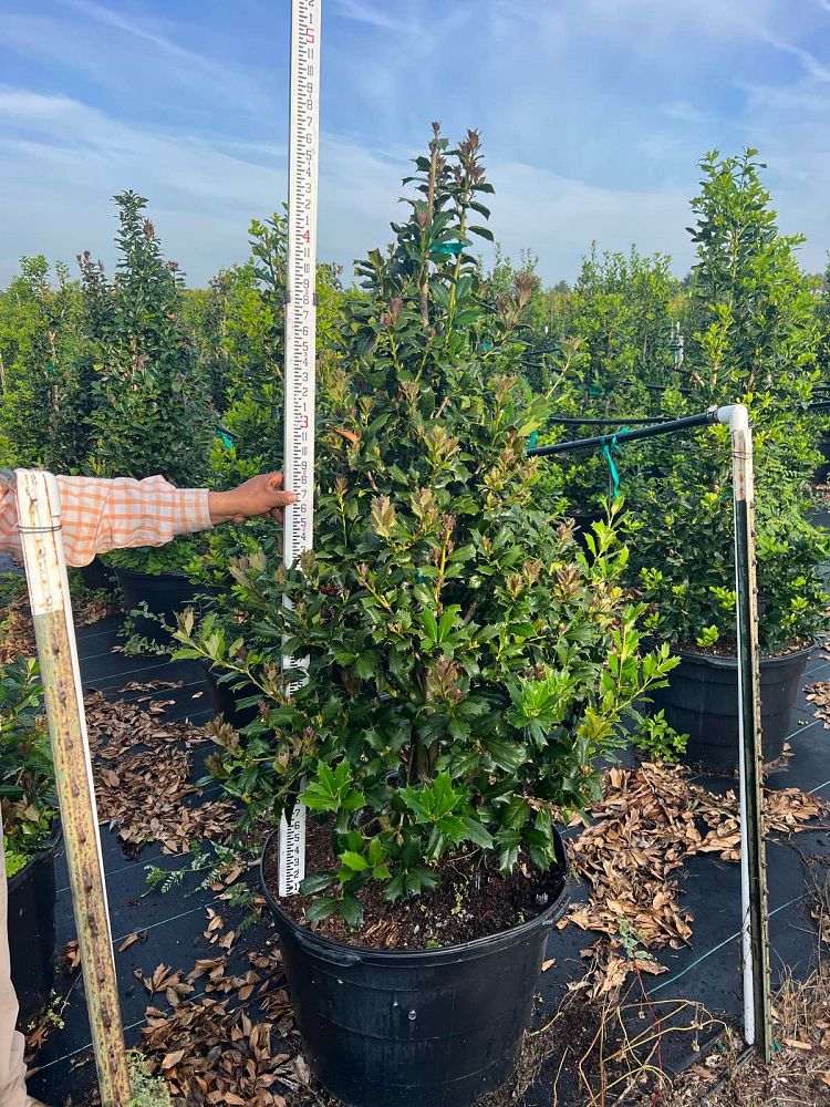 ilex-hybrid-magland-oakland-reg-holly