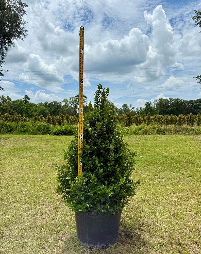 ilex-hybrid-magland-oakland-reg-holly