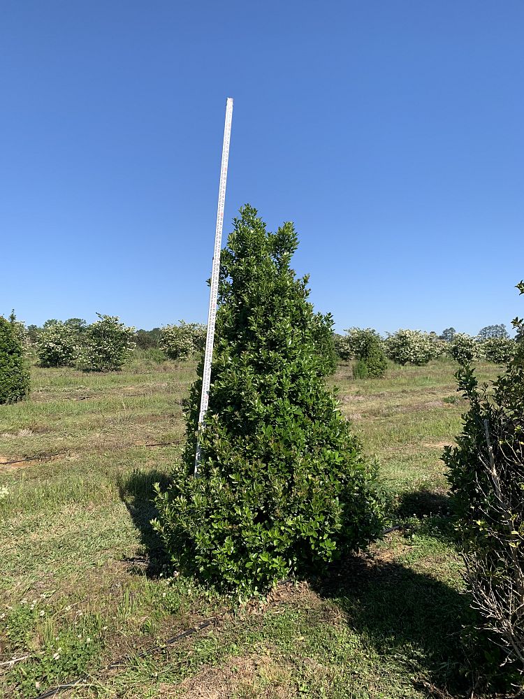 ilex-hybrid-magland-oakland-reg-holly
