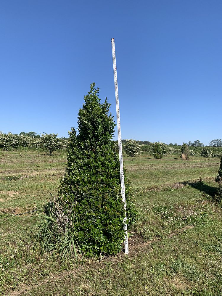 ilex-hybrid-magland-oakland-reg-holly