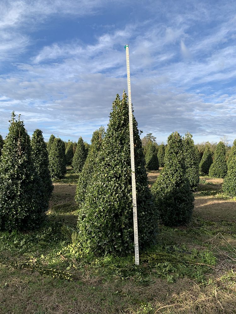 ilex-hybrid-magland-oakland-reg-holly