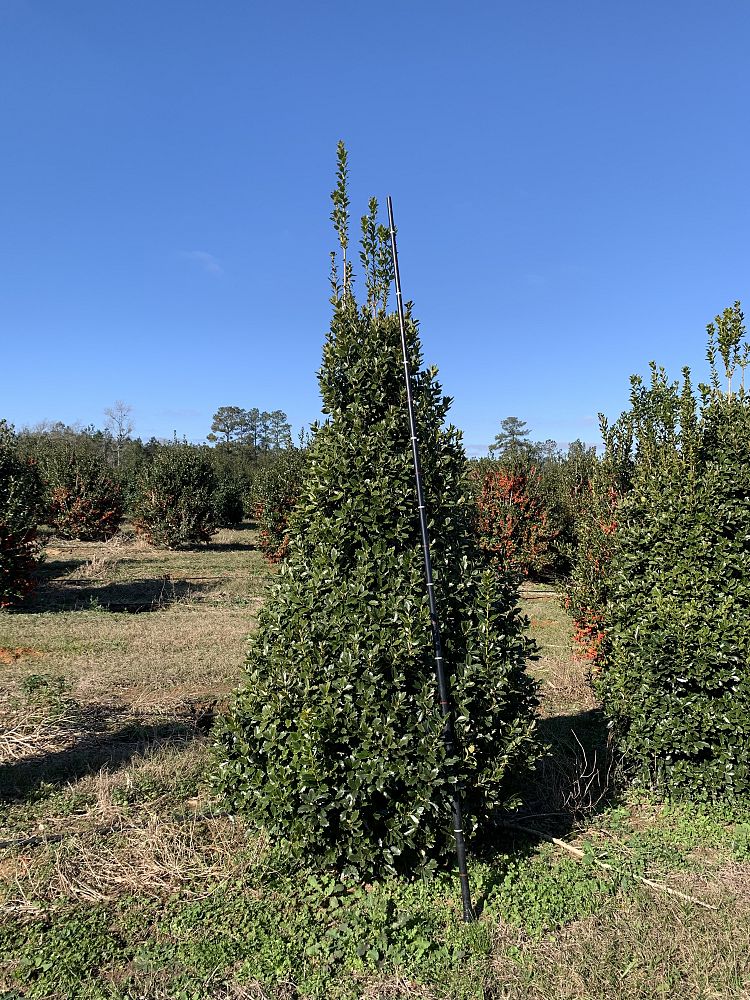 ilex-hybrid-magland-oakland-reg-holly