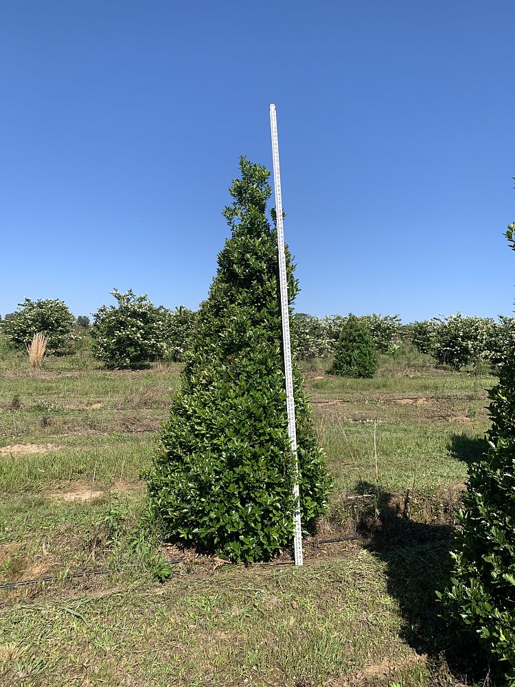 ilex-hybrid-magland-oakland-reg-holly