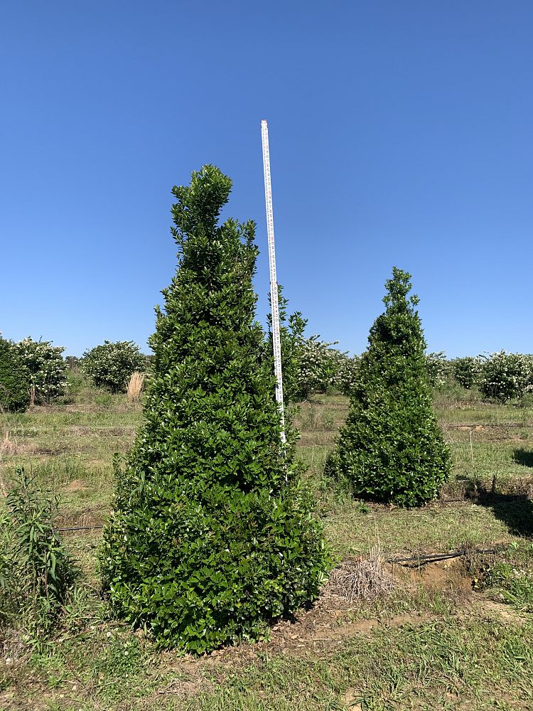 ilex-hybrid-magland-oakland-reg-holly