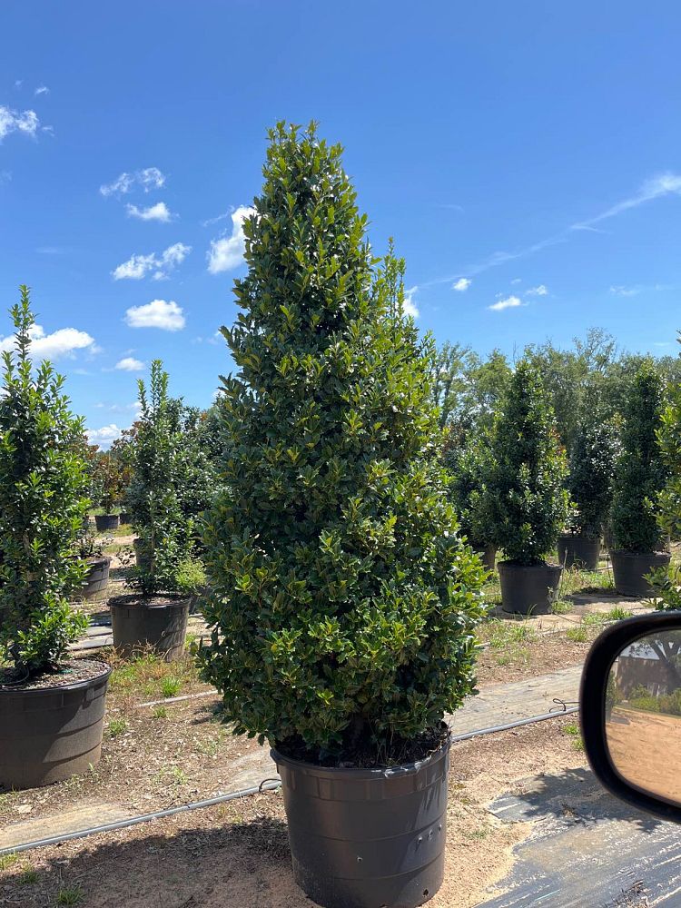ilex-hybrid-magland-oakland-reg-holly