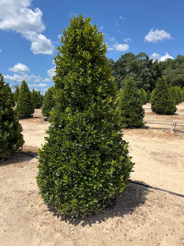 ilex-hybrid-magland-oakland-reg-holly