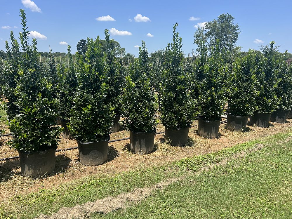 ilex-hybrid-magland-oakland-reg-holly