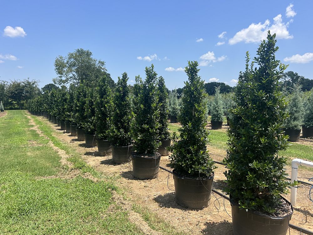 ilex-hybrid-magland-oakland-reg-holly