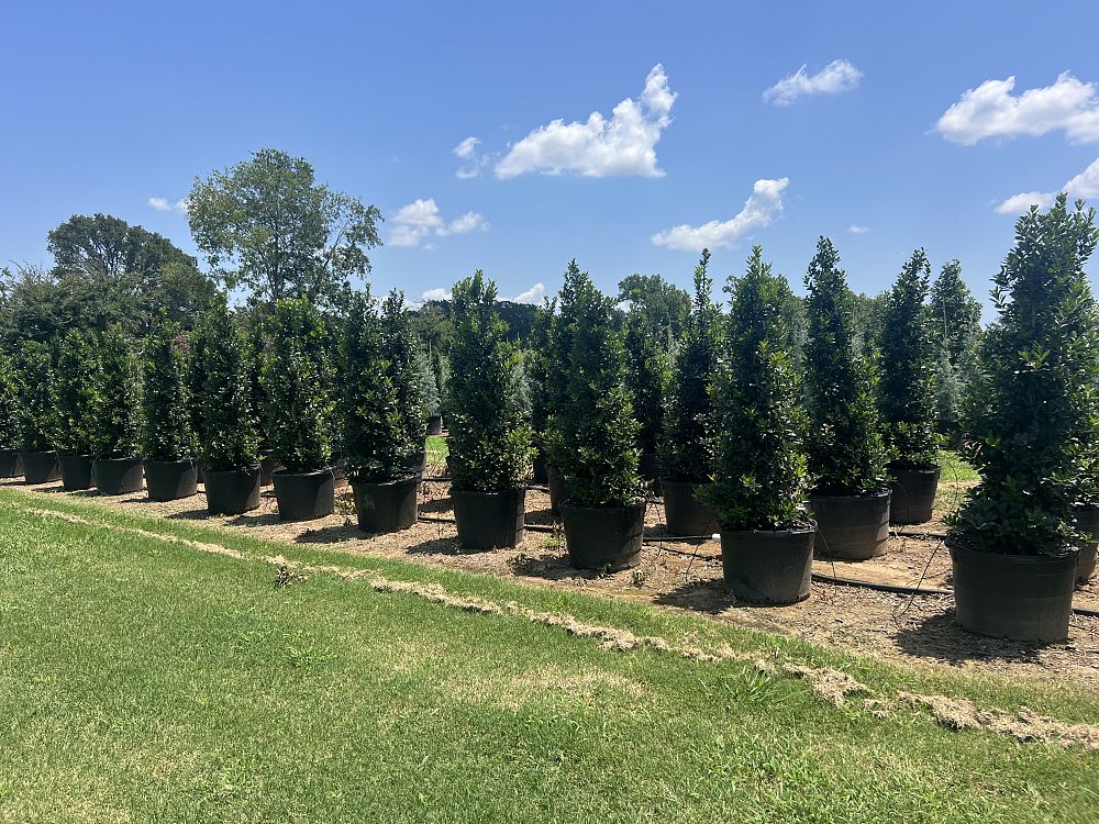 ilex-hybrid-magland-oakland-reg-holly