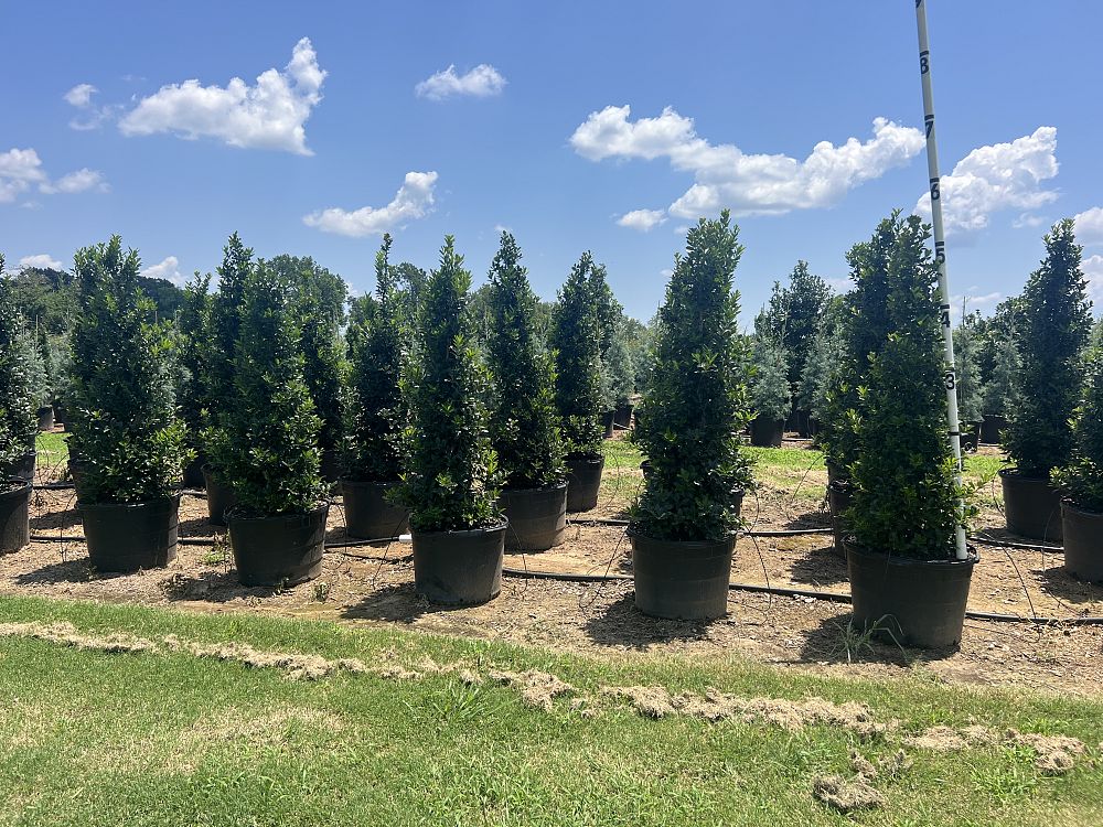 ilex-hybrid-magland-oakland-reg-holly