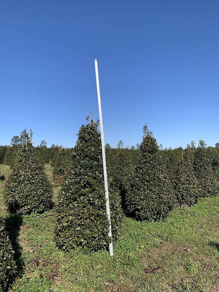 ilex-hybrid-magland-oakland-reg-holly