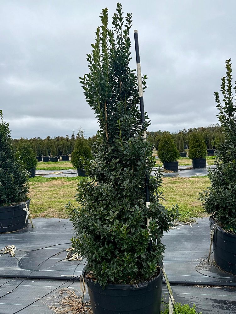 ilex-hybrid-magland-oakland-reg-holly