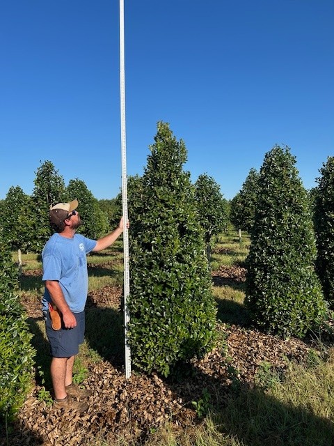 ilex-hybrid-magland-oakland-reg-holly