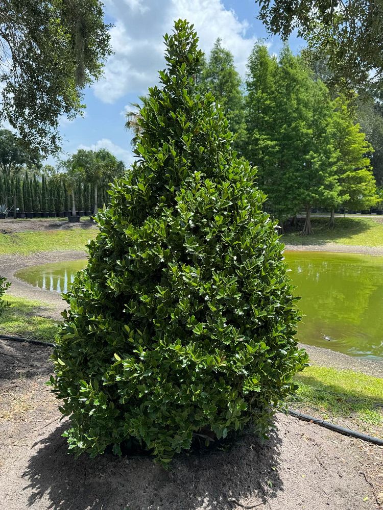 ilex-hybrid-magland-oakland-reg-holly