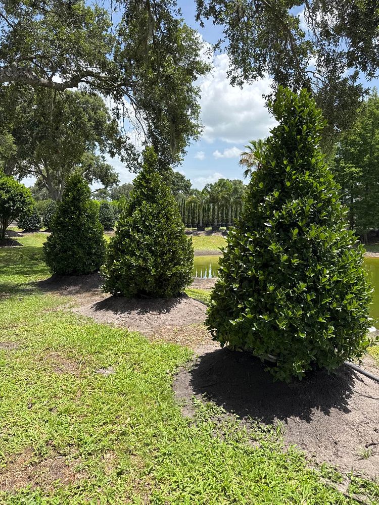 ilex-hybrid-magland-oakland-reg-holly