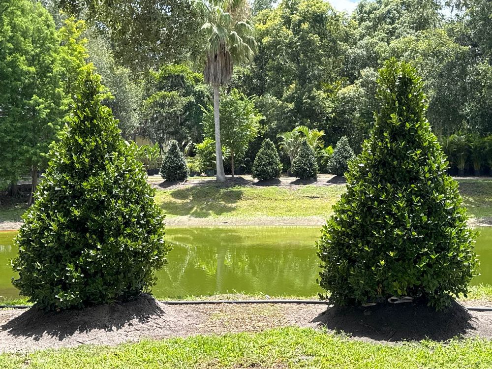 ilex-hybrid-magland-oakland-reg-holly