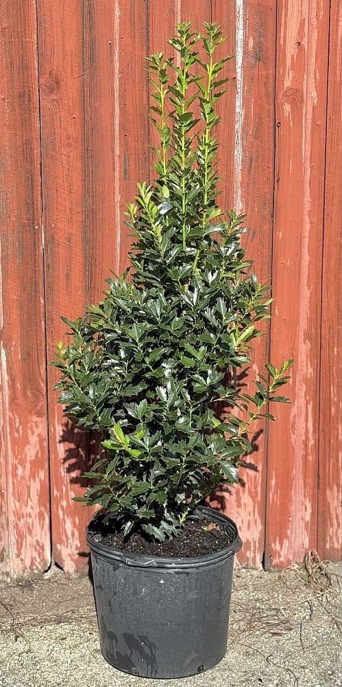 ilex-hybrid-magland-oakland-reg-holly