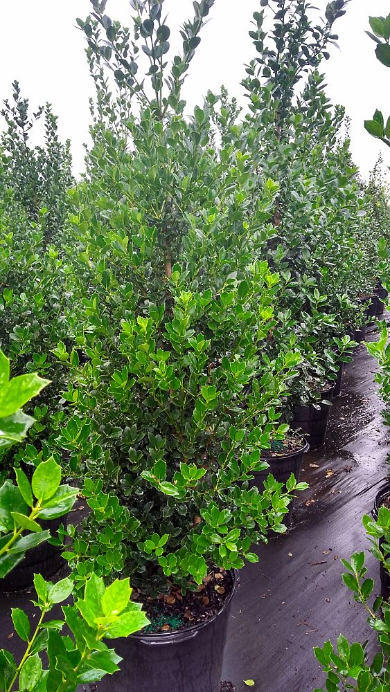 ilex-integra-nepal-holly