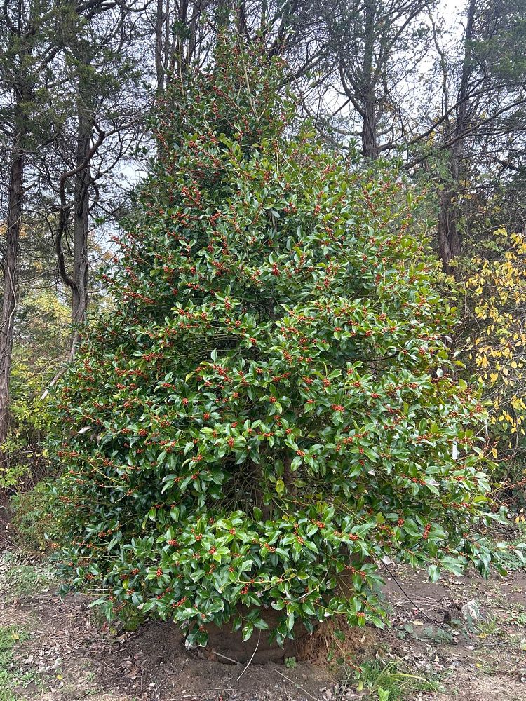 ilex-koehneana-koehne-holly