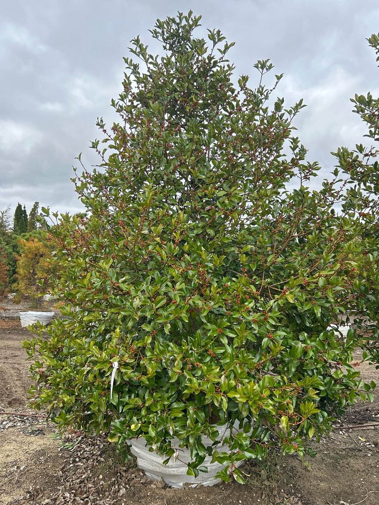 ilex-koehneana-koehne-holly